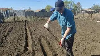 самый лучший способ посадки картофеля