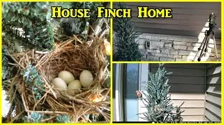 House Finch Home