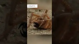 It squeaks and runs faster than you. Salpuga, Camel spider, Phalanx 