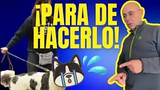 ⚠️ Lo que ESTA ARRUINANDO la RELACIÓN con tu PERRO + (Cómo ENTRENAR)