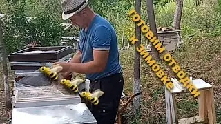 Готовим отводки в зиму. Осенние работы.
