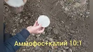 Бодом дарахтларга минерал озука бериш. Уход за миндалём. Минеральные удобрения 03.02.2024