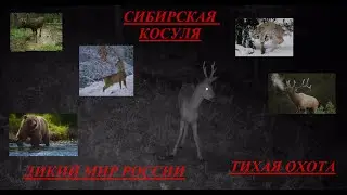 ТИХАЯ ОХОТА НА КОСУЛЮ ПРИРОДА БУРЯТИИ QUIET HUNTING FOR ROE DEER NATURE OF BURYATIA