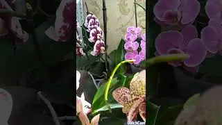 цветут мои орхидеи