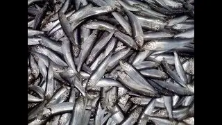 Ловля салаки, клюет на каждом забросе!