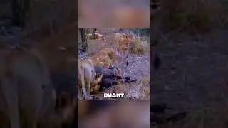 LION STUCK IN ANUS 🍑🦁 