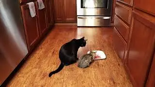 Kitten meowing for food