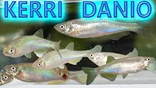 KERRI DANIO BREEDING