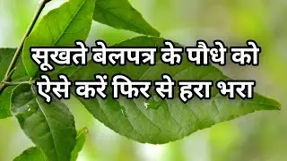 सूखते बेलपत्र के पौधे को ऐसे करें फिर से हरा भरा | how to revive belpatra plant