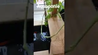 démonstration aquaponie plans de tomates/ poissons rouges