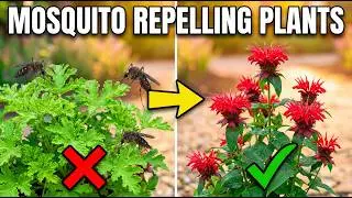 I Tested 11 'Mosquito Plants' - Only 4 ACTUALLY Work (Stop Wasting Money)