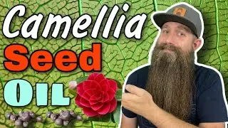 Camellia [Japanese] Seed Oil - Carrier Oils 101