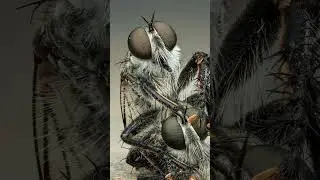 Two robber flies mating #macro #macrophoto #macrophotography
