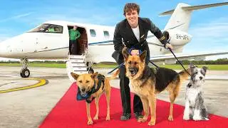 I Rescued Stray Dogs From Africa On A Private Jet