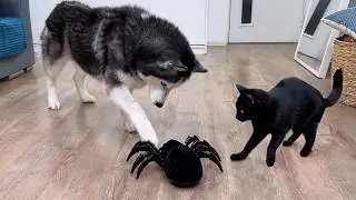 New Pet Again? My Huskies And Cats are Hiding From a Spider