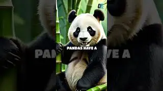 😱 Mind-Blowing Animal Facts You Won't Believe | Part 8