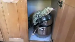 Kitchen monitor