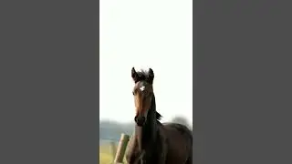 beautiful foal