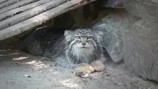 Пока мама Ева отдыхает, котята покоряют новые высоты, бегая по деревьям.