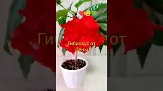Так цветёт гибискус Кровавая Мэри.
