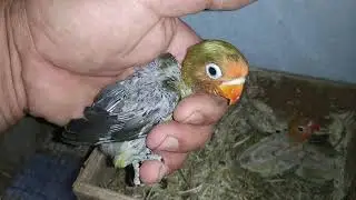 Птенцы неразлучников.