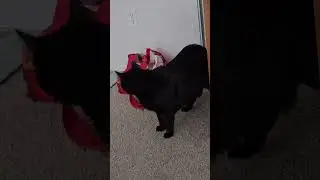 Cat emerges from the closet and mrrps #cat #cutecat #catshorts