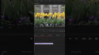 Leave Color in Adobe Premiere Pro