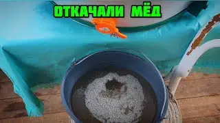 Откачали мёд 2021!