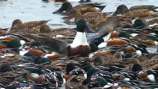 Northern Shoveler flock feeding in circles  أبومجرف מריות אוכלות בסחרחורת उत्तरी फावड़ा ハシビロガモ