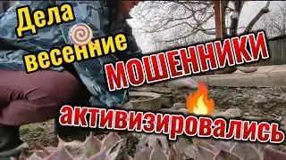 Мошенники на Авито как проверить, аллергия от яиц от чего, клумба мечты/реальность Краснодар пмж
