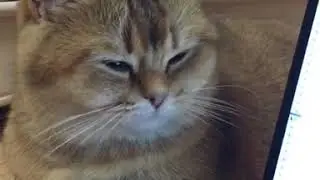 Замуррчательной пятницы всем, друзья