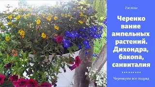 Черенкование ампельных растений. Гелихризум, бакопа, санвиталия.