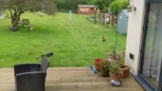 Reminder - cats are hunting b******s