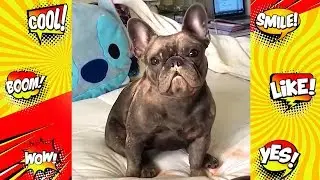 Best Dog Fails | Funny dog Fails Compilation | Funny Fail Compilation