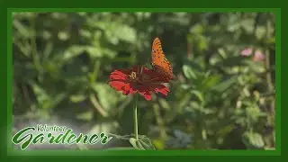 The Plant Palette at a Butterfly Waystation | Volunteer Gardener