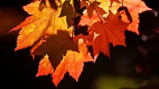 Autumn Leaves