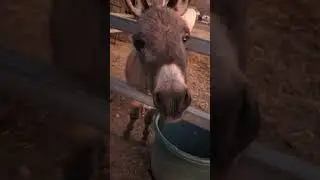 Donkey cuteness! mother face!