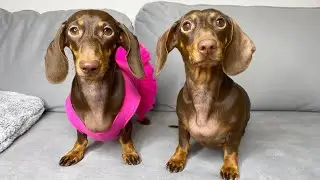 DOGS OF TIKTOK COMPILATION || Part 4