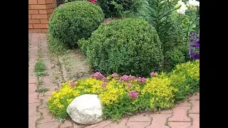 САМШИТ ВЕЧНОЗЕЛЕНЫЙ. ВЫРАЩИВАНИЕ