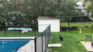 Pups vs crows #puppy #goldendoodle #rottweiler #crow #cuteanimals #dogsofyoutube #dog #dogs