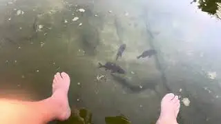 Hand feeding the fish in my backyard pond