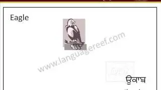Learn Punjabi birds picture dictionary