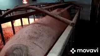 Роды в прямом эфире!