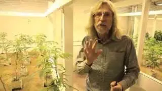Grow Cannabis - Indoor Light Efficiency - By Jorge Cervantes