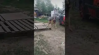 Джек #немецкаяовчарка