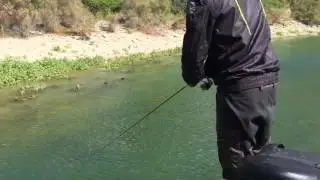 Schwarzbarsch Angeln live Biss