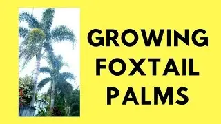 Growing Foxtail Palms From Seed