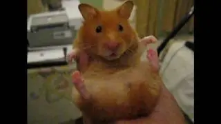 Frozen hamster, Toffee