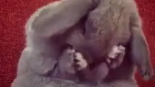Зайка поднимет тебе настроение 😞-😍