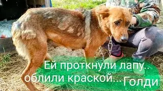 История Голди и маленькая Добби